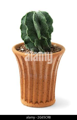 Une plante de cactus en terre cuite pot sur fond blanc. Banque D'Images