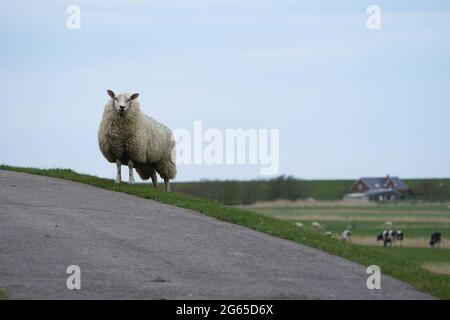 Pellworm, Allemagne. 10 mai 2021. Un mouton se tient sur une digue sur l'île de Pellworm, en mer du Nord. L'île verte de la Frise du Nord mène une existence plutôt obscurie par rapport à ses sœurs Sylt, Amrum et Föhr. (À dpa 'pas d'indice de Sylt - Pellworm dans l'ombre de ses sœurs') Credit: Marcus Brandt/dpa/Alamy Live News Banque D'Images