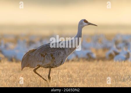 Grue de sable, réserve naturelle nationale de Bosque del Apache, Nouveau-Mexique, États-Unis. Banque D'Images