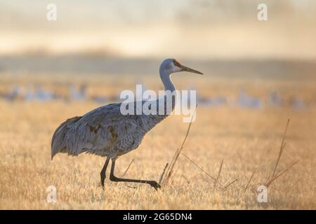 Grue de sable, réserve naturelle nationale de Bosque del Apache, Nouveau-Mexique, États-Unis. Banque D'Images