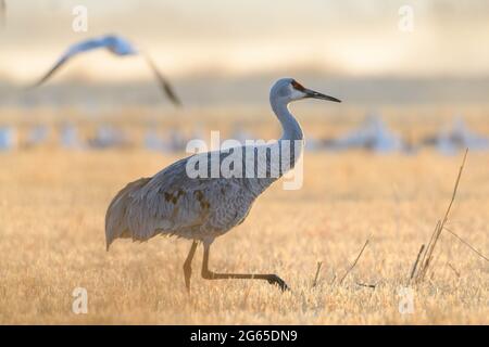 Grue de sable, réserve naturelle nationale de Bosque del Apache, Nouveau-Mexique, États-Unis. Banque D'Images