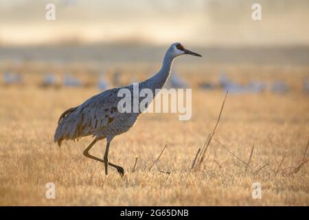 Grue de sable, réserve naturelle nationale de Bosque del Apache, Nouveau-Mexique, États-Unis. Banque D'Images