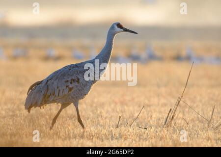 Grue de sable, réserve naturelle nationale de Bosque del Apache, Nouveau-Mexique, États-Unis. Banque D'Images