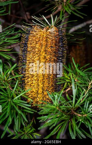 Banksia spinulosa floraison dans le parc national de Gibraltar Range, Nouvelle-Galles du Sud, Australie Banque D'Images