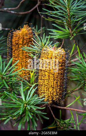 Banksia spinulosa floraison dans le parc national de Gibraltar Range, Nouvelle-Galles du Sud, Australie Banque D'Images