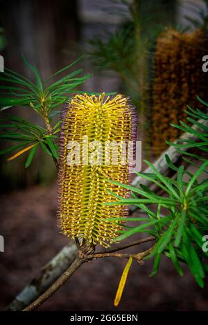 Banksia spinulosa floraison dans le parc national de Gibraltar Range, Nouvelle-Galles du Sud, Australie Banque D'Images