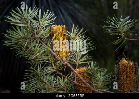 Banksia spinulosa floraison dans le parc national de Gibraltar Range, Nouvelle-Galles du Sud, Australie Banque D'Images