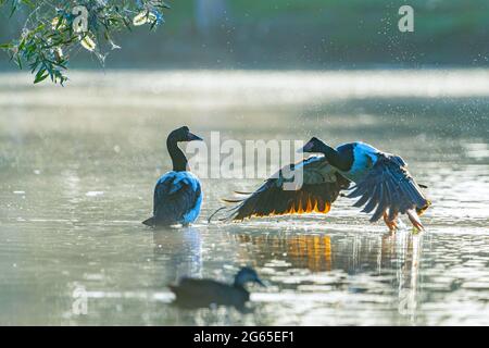 L'oie de Magpie (Anseranas semipalmata) s'envole du trou d'eau. Burrum Heads, Queensland, Australie Banque D'Images