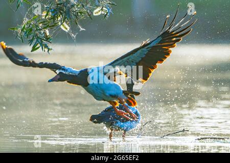 L'oie de Magpie (Anseranas semipalmata) s'envole du trou d'eau. Burrum Heads, Queensland, Australie Banque D'Images