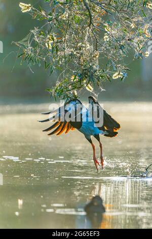 L'oie de Magpie (Anseranas semipalmata) s'envole du trou d'eau. Burrum Heads, Queensland, Australie Banque D'Images