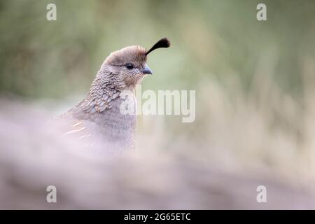 Gambell's Quail hen, réserve naturelle nationale Bosque del Apache, Nouveau-Mexique, États-Unis. Banque D'Images