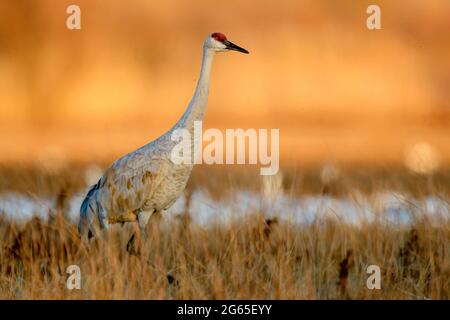 Grue de sable, réserve naturelle nationale de Bosque del Apache, Nouveau-Mexique, États-Unis. Banque D'Images