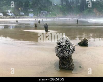 Le long de la côte de l'Oregon : forêt fantôme de Neskowin - vestiges d'anciennes épinettes de sitka courues sous l'eau après un tremblement de terre il y a 2000 ans. Banque D'Images