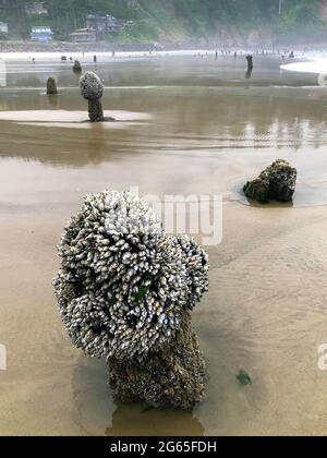 Le long de la côte de l'Oregon : forêt fantôme de Neskowin - vestiges d'anciennes épinettes de sitka courues sous l'eau après un tremblement de terre il y a 2000 ans. Banque D'Images