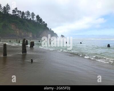 Le long de la côte de l'Oregon : forêt fantôme de Neskowin - vestiges d'anciennes épinettes de sitka courues sous l'eau après un tremblement de terre il y a 2000 ans. Banque D'Images