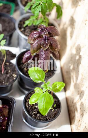 Gros plan de basilic violet et d'autres plantes vertes cultivées dans un plateau sur un rebord de fenêtre. Semis de plantes domestiques. Concept de nourriture saine, concep végétalien Banque D'Images