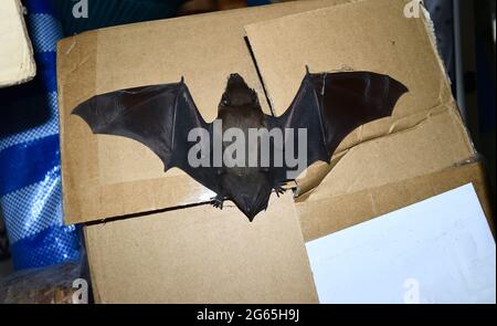 Le Bat jaune de la maison de moindre asiatique (Scotophilus kuhlii) reposant sur boîte de papier brun, animaux mammifères qui peuvent voler et a des cheveux bruns, animal sauvage envahit Banque D'Images