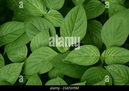 Buisson à feuilles vertes de violette chinoise ou de coromandel ou de rendgant rampant ( Asystasia gangetica ) plante d'arbre Banque D'Images