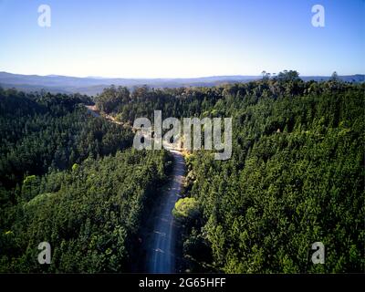 Photographie aérienne de la plantation de pins de Hoop dans la forêt d'État de Kalpowar Queensland Australie Banque D'Images