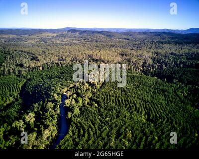 Photographie aérienne de la plantation de pins de Hoop dans la forêt d'État de Kalpowar Queensland Australie Banque D'Images