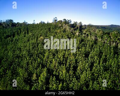 Photographie aérienne de la plantation de pins de Hoop dans la forêt d'État de Kalpowar Queensland Australie Banque D'Images