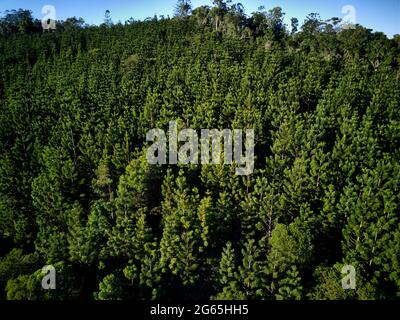 Photographie aérienne de la plantation de pins de Hoop dans la forêt d'État de Kalpowar Queensland Australie Banque D'Images