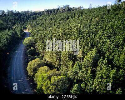 Photographie aérienne de la plantation de pins de Hoop dans la forêt d'État de Kalpowar Queensland Australie Banque D'Images