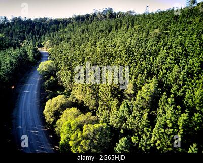 Photographie aérienne de la plantation de pins de Hoop dans la forêt d'État de Kalpowar Queensland Australie Banque D'Images