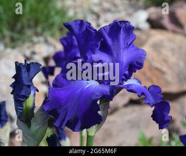 Iris, Die Schwertlie ist eine wachsende sauvage Blume mit blauen Bluten. L'iris est une fleur sauvage avec des fleurs bleues. Banque D'Images