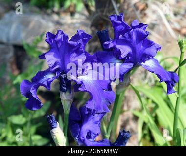 Iris, Die Schwertlie ist eine wachsende sauvage Blume mit blauen Bluten. L'iris est une fleur sauvage avec des fleurs bleues. Banque D'Images