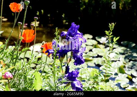 Iris, Die Schwertlie ist eine wachsende sauvage Blume mit blauen Bluten. L'iris est une fleur sauvage avec des fleurs bleues. Banque D'Images