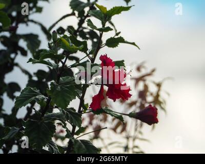 Belle hibiscus rouge Hiawatha plante en fleurs, entouré par ses feuilles vertes contre un bleu pastel ciel nuageux en hiver. Une ouverture de fleur et de bourgeons. Banque D'Images