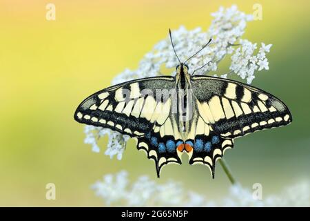 Portrait d'art pour le magnifique papillon à queue de cygne de l'ancien monde (Papilio machaon) Banque D'Images