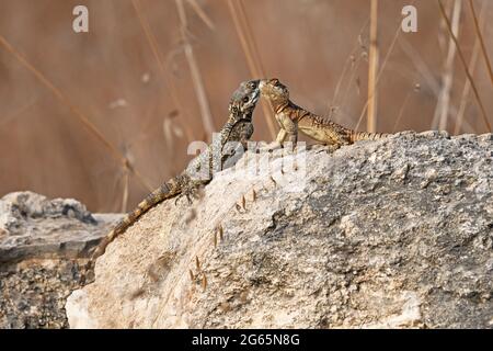 Agama lizard - homme et femme Banque D'Images