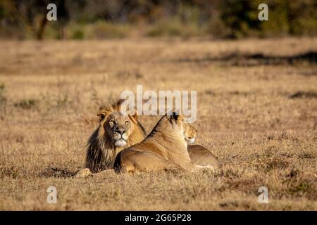 Couple de Lion d'accouplement dans l'herbe dans le WGR, Afrique du Sud. Banque D'Images