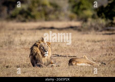 Couple de Lion d'accouplement dans l'herbe dans le WGR, Afrique du Sud. Banque D'Images