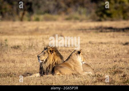 Couple de Lion d'accouplement dans l'herbe dans le WGR, Afrique du Sud. Banque D'Images