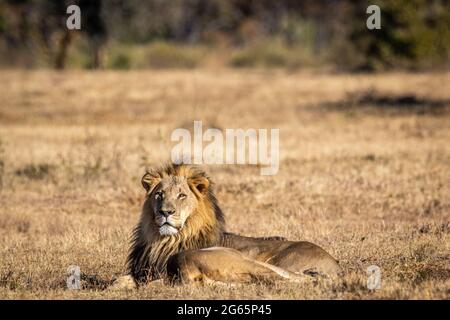 Couple de Lion d'accouplement dans l'herbe dans le WGR, Afrique du Sud. Banque D'Images