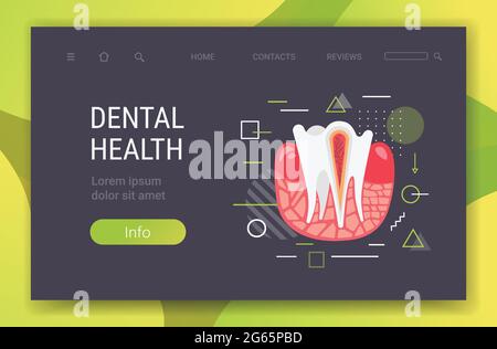 anatomie de la structure dentaire humaine extrémités nerveuses section transversale pour clinique dentaire médicale dentiste médecine dentaire concept dentaire espace de copie horizontal Illustration de Vecteur