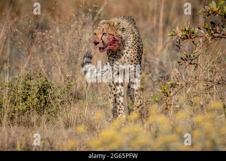 Cheetah avec le visage sanglant marchant vers la caméra dans le WGR, Afrique du Sud. Banque D'Images