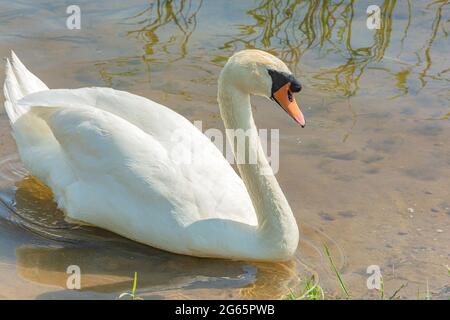 Faune. Un gros plan d'un cygne dans l'eau peu profonde d'un réservoir. Photo. Banque D'Images