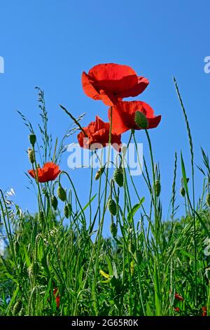 Vue en gros plan du sol sur un ensemble de fleurs de pavot rouge, de bourgeons et de capsules sur un sol vert créant des gratte-ciel bleu clair Banque D'Images