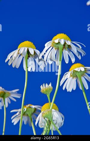 Ensemble de fleurs de camomille en gros plan du point de vue du sol avec fond bleu vif et ciel clair. Banque D'Images