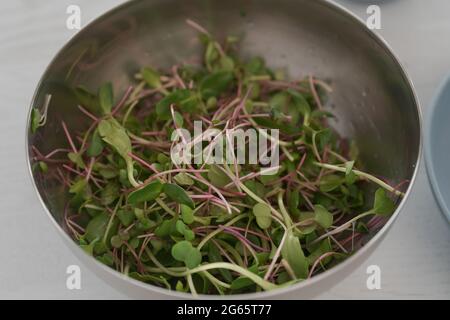 Microgreens dans un bol en acier prêt à faire de la salade, peu profond foyer Banque D'Images