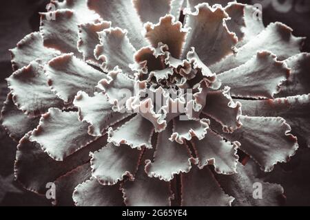 Vue de dessus de la rosette d'Echeveria Gibbiflora avec des feuilles amusantes. Plante succulente hybride exotique, gros plan Banque D'Images