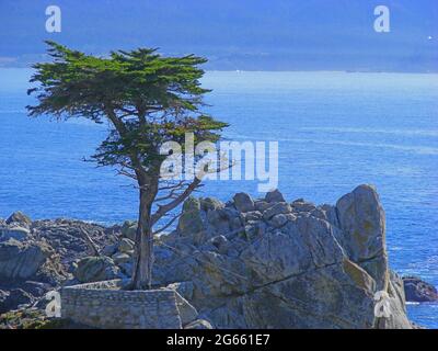 Lone Cypress Tree à Pebble Beach, pris en 2008, Californie, États-Unis Banque D'Images