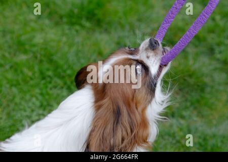 Un papillon de chien heureux jouer avec la bague de gomme, regardez l'appareil photo. Banque D'Images