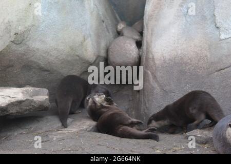 Un ours allongé sur un rocher Banque D'Images