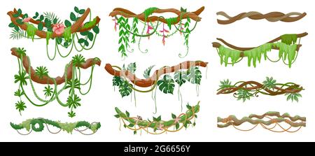 Lianas jungle. Vigne vert forêt tropicale accrochée à la branche. Feuilles tropicales de dessin animé, liana, mousse et fleurs sur l'arbre. Ensemble de vecteurs plantes super-rampantes Illustration de Vecteur