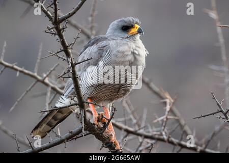 Chant de l'est-Goshawk (Melierax poliopterus) - Réserve nationale de Samburu, Kenya Banque D'Images